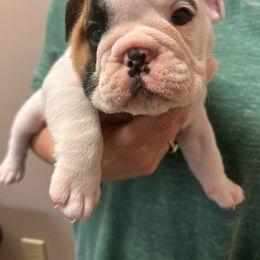 Max - White male Bulldog puppy in Wetumpka, Alabama from River Region Bullies
