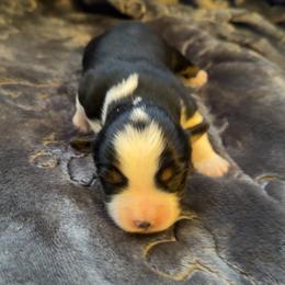 Rue - Black tri female Miniature Australian Shepherd puppy in Deming, New Mexico from Rave'n Aussies of New Mexico