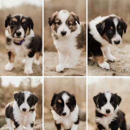 Old Time Scotch Collie Puppies from The Fiddlesticks Farm