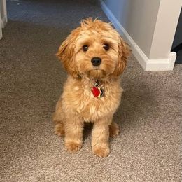 Cavapoo Puppies from Jessie's Puppies