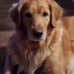 Opal - Golden Retriever