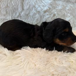 Girl 2 (purple collar) - Black and tan female Dachshund puppy in New Jersey from Bergamo’s  Dachshunds