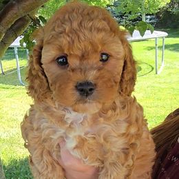 Sarah - Apricot female Cavapoo puppy in Blackfoot, Idaho from Rocky Desert Goldens and Cavaliers