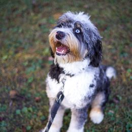 Georgia - Aussiedoodle