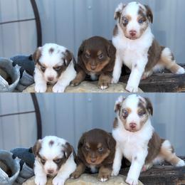 Miniature Australian Shepherd Puppies from Helm Farms Aussies