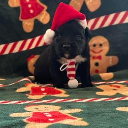 Minimal white BBF - with tail - Black & white female Miniature Australian Shepherd puppy in Connelly Springs, North Carolina from Appalachian Aussies