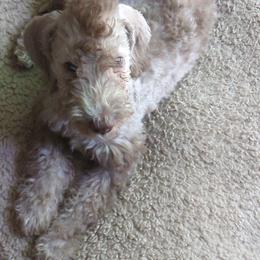 Liver male, owner will pick name - Liver male Bedlington Terrier puppy in Honey Brook, Pennsylvania from Ashcroft Bedlington Terriers