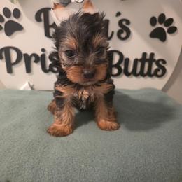 Grace - Black and tan female Yorkshire Terrier puppy in Clermont, Florida from Bella's Prissy Butts