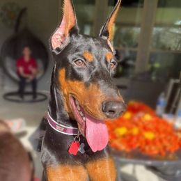 Doberman Pinscher Puppies from Franklin Dobermans