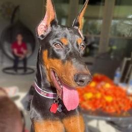 Doberman Pinscher Puppies from Franklin Dobermans