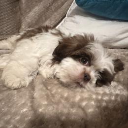 Charlie - Liver and white male Shih Tzu puppy in Tennessee from Cutshall Babies