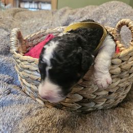 Max - Tri-color male Bernedoodle puppy in Candia, New Hampshire from Joyful Pastures Homestead