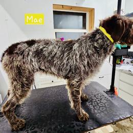 Mae - Wirehaired Pointing Griffon