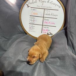 Goose - navy collar - Yellow male Labrador Retriever puppy in Troy, South Carolina from Wicked Flyer Retrievers