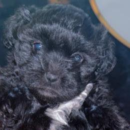 Shihpoos from Dws_kennelservices