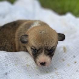Leah - Red female Pembroke Welsh Corgi puppy in Hope, Arkansas from Foxy Knoll Farm
