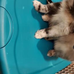 Pomeranian Puppies from Pampered Pomeranians