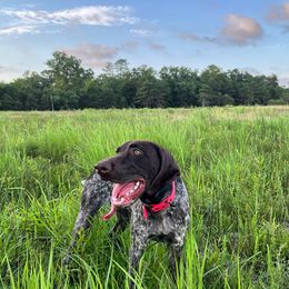 Minnie - German Shorthaired Pointer