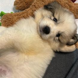 Yoda - White and badger male Great Pyrenees puppy in Murfreesboro, Tennessee from Storybook Tails Farm