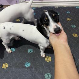 Duke - Piebald male Dachshund puppy in Magnolia, Texas from Carrie’s Countryside Dachshunds