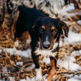 Legend - Toy Australian Shepherd