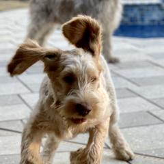 Spinoni Italiani from Pawleys Island Gun Dogs