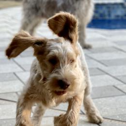 Spinoni Italiani from Pawleys Island Gun Dogs