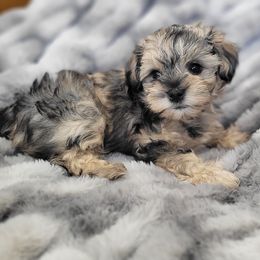 Miniature Schnauzer Puppies from Highland Schnauzer