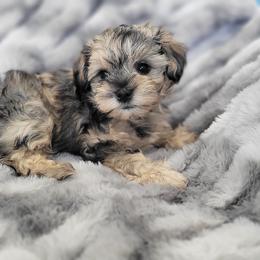 Miniature Schnauzer Puppies from Highland Schnauzer