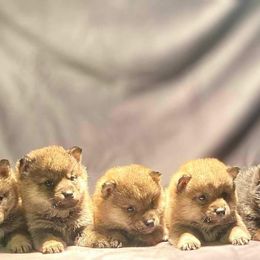 Finnish Lapphund and Shiba Inu Puppies from Timberwood Paws