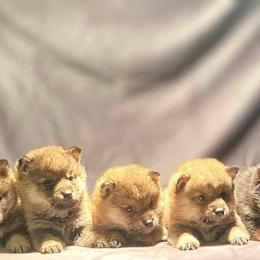 Finnish Lapphund and Shiba Inu Puppies from Timberwood Paws