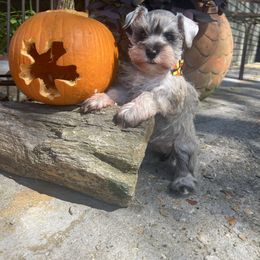 Willow - Salt and pepper female Miniature Schnauzer puppy in Jayess, Mississippi from Barbara Clark