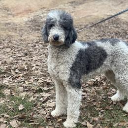 Tiffany Demi - Parti female Poodle puppy in Gladewater, Texas from Kalin’s K9s