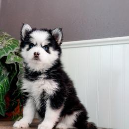 Pomsky Puppies from Arctic Star Pomskies