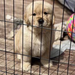 Golden Retriever Puppies from GameChanger Golden Retrievers