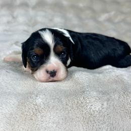Dodger - Tri-color male Cavalier King Charles Spaniel puppy in Bedias, Texas from JSK Aussie and Cavaliers