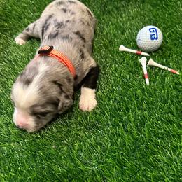 Ace - Blue merle male Toy Australian Shepherd puppy in Nemo, Texas from Fairway Furries