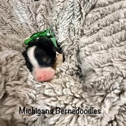 Boy 1 - Tri-color male Bernedoodle puppy in Temperance, Michigan from Michigans Bernedoodle’s