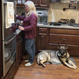 German Shepherd All Grown Up from A2 German Shepherd Dogs