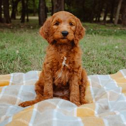 Goldendoodle Puppies from Bows & Ties Doodles