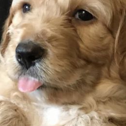 Aussiedoodles from Mountain Mama’s Doodles