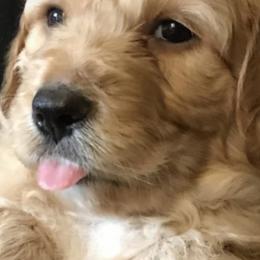 Aussiedoodles from Mountain Mama’s Doodles