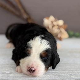 Sausage - Tri-color male Bernedoodle puppy in El Campo, Texas from Little Fur Friends Bernedoodles
