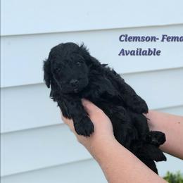 Clemson - Black female Bernedoodle puppy in St. George, South Carolina from Southern Hunters Mini Doodles