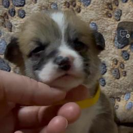 AKC Yellow Sun - Sable male Pembroke Welsh Corgi puppy in Summerfield, Florida from Promise Land Farm