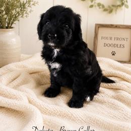 Dakota - Black and white male Bernedoodle puppy in Thornville, Ohio from Four Front Doodles & Friends