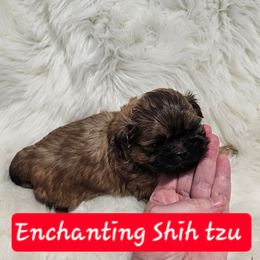 AKC,    Chewbacca the Wookie - Red male Shih Tzu puppy in Dexter, Kentucky from Enchanting Shih tzu