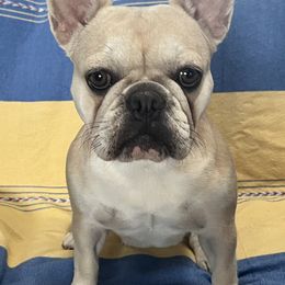 KIRBY - French Bulldog