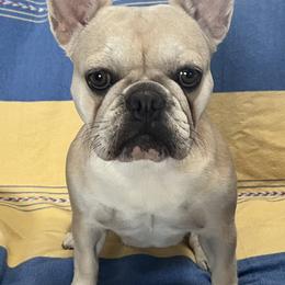 KIRBY - French Bulldog