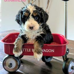 Shamineau - Tri-color female Bernedoodle puppy in Cambridge, Minnesota from Country Meadow Doodles